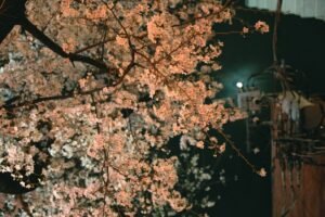evening wedding reception under marquee tent with illuminated cherry blossom tree rental BC creating romantic ambiance